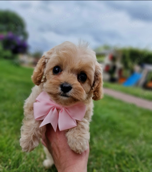 Cavapoo Welpe Mädchen