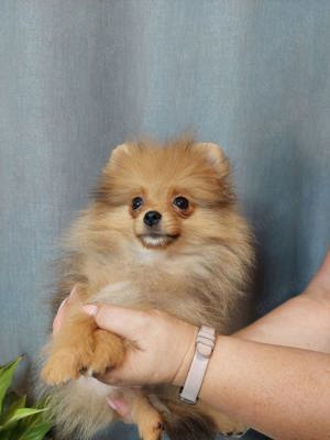 Pomeranian Zwergspitz Mini 