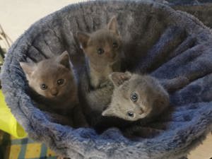 Russisch Blau Kitten