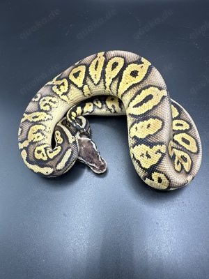 0.1 Pastel Mahogany het Pied 