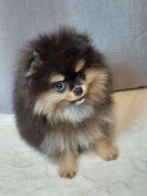 Pomeranian Boo Zwergspitz Mini 