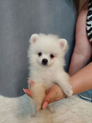 Pomeranian   Zwergspitz 