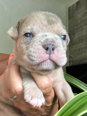 Wunderschöne OEB old english Bulldog Welpen mit Ahnentafel in exclusiven Farben