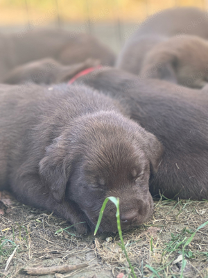 reinrassige Labrador Welpen Schoko antrainiert vorerzogen