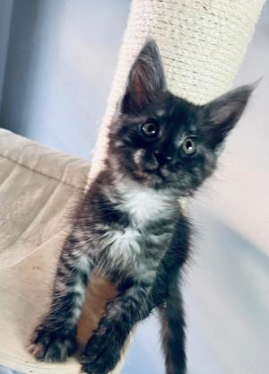 * Liebe Verschmuste Coonie * Maine Coon Kitten Katze schöne Pinsel mit Stammbaum