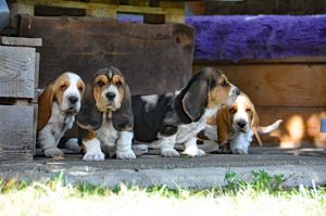 Basset Hound Welpen dürfen ausziehen 