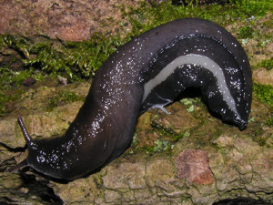 Schwarze Schnegel, Riesen Nacktschnecke, Schneckenabwehr,Gemüseschutz,