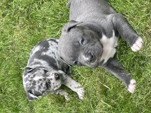 Bezaubernde American Bully Welpen