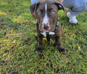 American Bully CLASSIC Welpen Abgabebereit