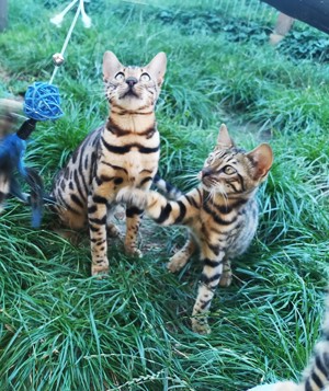 Reinrassige Bengal-Kitten mit wunderschöner und kontraststarker Zeichnung