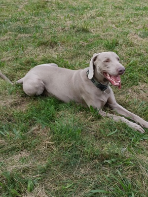 Weimaraner Rüde 