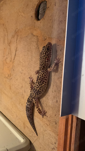 leopardgecko männchen 