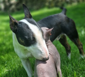 Wunderschöner und süßer Miniatur Bullterrier Rüde