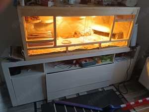 verkaufe ein Terrarium in den Maßen 150x80x80 mit 3 wunderschönen Farbbartagamen