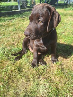 Wunderschöne Labrador Welpen mit Papiere !!ABGABEBEREIT!!