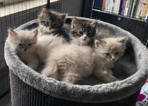 Sibirische Waldkatzenkinder (reinrassig) suchen liebevolles Zuhause