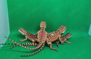 Bartagamen (pogona vitticeps) NZ 6 2024 aus erfahrener Hobbyzucht abzugeben!!!