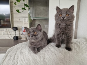 1 BLH 1 BKH Kitten Kater abzugeben 