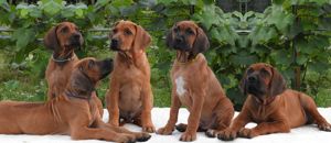 Rhodesian Ridgeback pi kne szczeni ta wystawowe FCI.