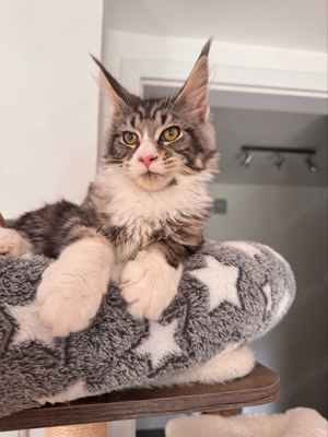 2 Tolle Maine Coon Kitten Mädchen, mit Stammbaum , Katzen Kater 