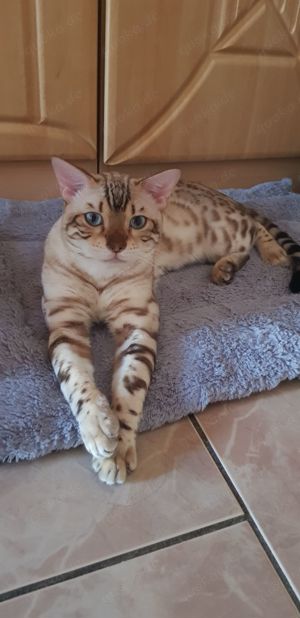 Bengal Kitten in snow - seal lynx   mink point spotted tabby - mit Stammbaum