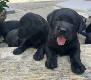 Labrador Welpen abzugeben 