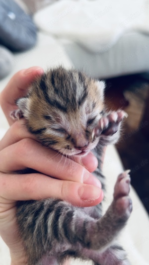 Bengal Kitten