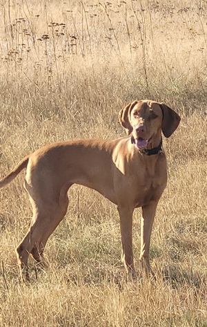 Wurfplanung Magyar Vizsla Welpen 