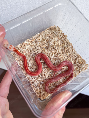 1.0 Hypo Bloodred Motley Pied (#11)