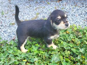 Jackrussel-Chihuahua Mix 