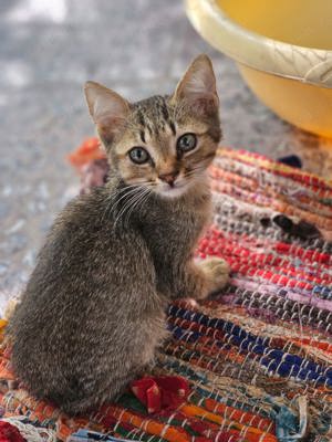 Kitten Kater Luno Tierschutz sehr kuschelig