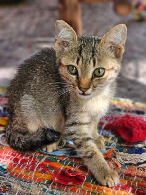 Kitten Kater Luno Tierschutz sehr kuschelig