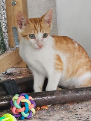 Kitten Kater super Kuschelig Tierschutz 