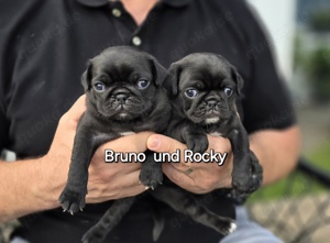 Altdeutsche Mops mit Ahnentafel 