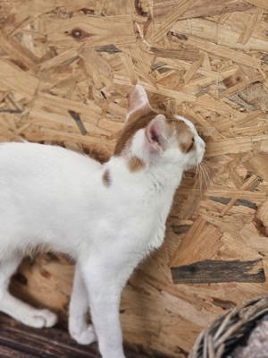 Kitten Kater sehr verspielt Jerry