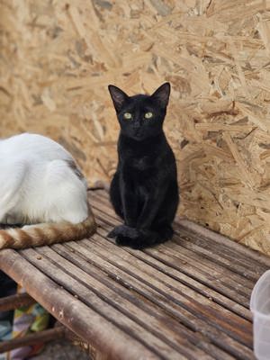 Kitten Kater Miso Tierschutz 