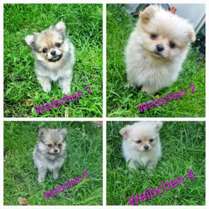 2 Pomeranian Welpen weiblich 