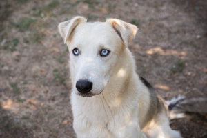 Husky-Mischling *FELLOW* - schauen Sie dem Buben einmal genau in die Augen. 