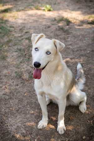 Chip-Nummer 223613 - der Huskymischling sollte zu entsprechend erfahrenen Menschen. 