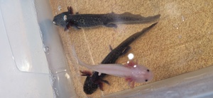 Axolotl Babies