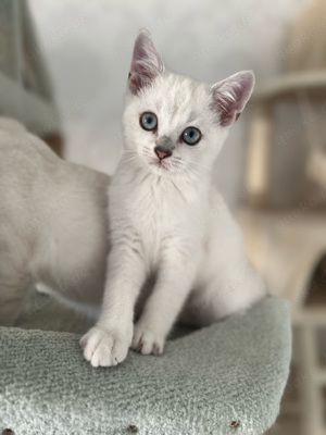 Reinrassige BKH Kitten mit blauen Augen