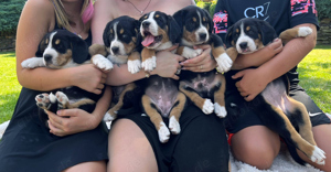 Entlebucher Sennenhunde vom Bauernhof