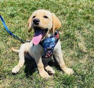  Fabulosos cachorros de Labrador