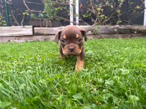 Old english Bulldog welpen 