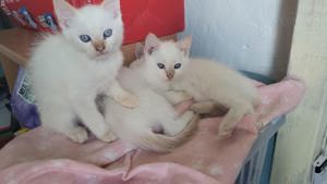 3 weiße kitten