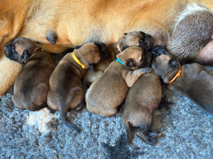 Bullmastiff Welpen