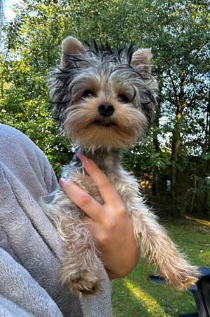 Mini Yorkshire Terrier Welpen 