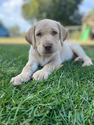 abgabebereit 9 wochen - labradorwelpe weibchen blond