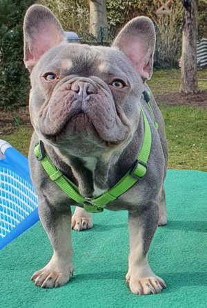 Französische Bulldogge 5Jahre sucht für immer Zuhause 