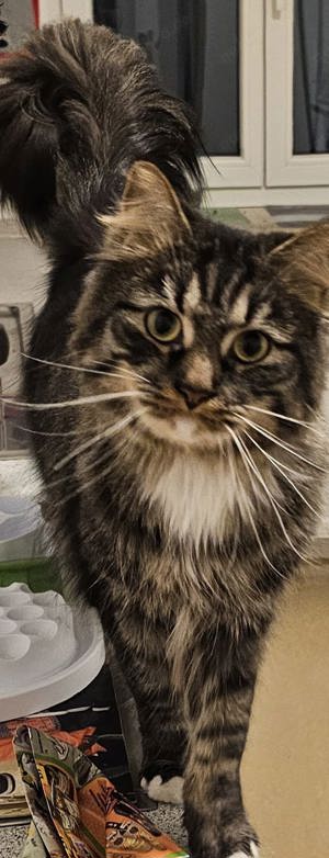 Main Coon Waldkatzen Mix Kater